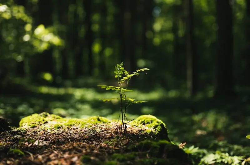 We offer UK green WordPress hosting - Green Website Hosting